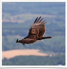 Turkey Vulture - Gliding